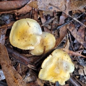 Cortinarius sp. at O'Connor, ACT - 21 Jun 2022 12:58 PM