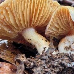 Cortinarius sp. at O'Connor, ACT - 21 Jun 2022