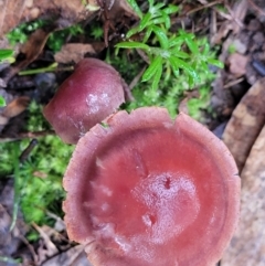 zz agaric (stem; gills not white/cream) at O'Connor, ACT - 21 Jun 2022 by trevorpreston