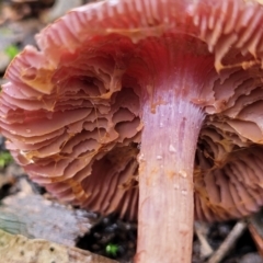 zz agaric (stem; gills not white/cream) at O'Connor, ACT - 21 Jun 2022