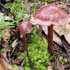 zz agaric (stem; gills not white/cream) at O'Connor, ACT - 21 Jun 2022 01:00 PM