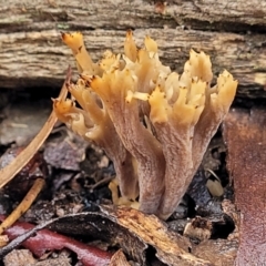 Clavulina vinaceocervina at O'Connor, ACT - 21 Jun 2022 by trevorpreston