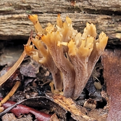 Clavulina vinaceocervina at O'Connor, ACT - 21 Jun 2022 by trevorpreston