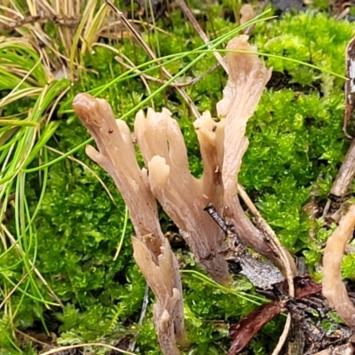 Clavulina cinerea at Bruce Ridge - 21 Jun 2022 by trevorpreston