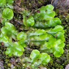 Lunularia cruciata (A thallose liverwort) at Bruce Ridge - 21 Jun 2022 by trevorpreston