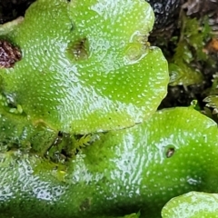 Lunularia cruciata at O'Connor, ACT - 21 Jun 2022 01:07 PM