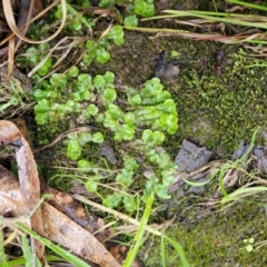 Lunularia cruciata at O'Connor, ACT - 21 Jun 2022