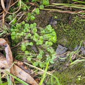 Lunularia cruciata at O'Connor, ACT - 21 Jun 2022 01:07 PM