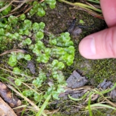 Lunularia cruciata at O'Connor, ACT - 21 Jun 2022