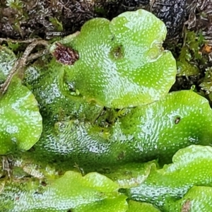 Lunularia cruciata at O'Connor, ACT - 21 Jun 2022 01:07 PM