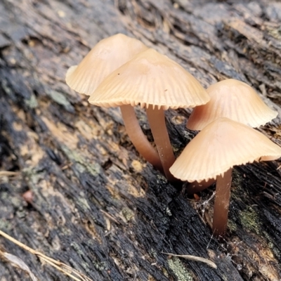 Unidentified Cap on a stem; gills below cap [mushrooms or mushroom-like] at Bruce Ridge - 21 Jun 2022 by trevorpreston