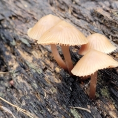 Unidentified Cap on a stem; gills below cap [mushrooms or mushroom-like] (TBC) at O'Connor, ACT - 21 Jun 2022 by trevorpreston