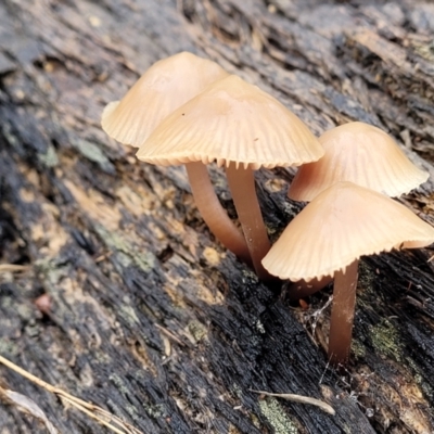 Unidentified Cap on a stem; gills below cap [mushrooms or mushroom-like] at O'Connor, ACT - 21 Jun 2022 by trevorpreston