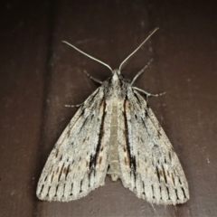 Chlenias nodosus (A geometer moth) at Cook, ACT - 15 Jun 2022 by CathB