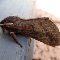 Oxycanus unidentified species near silvanus at Cook, ACT - 8 Jun 2022 by CathB