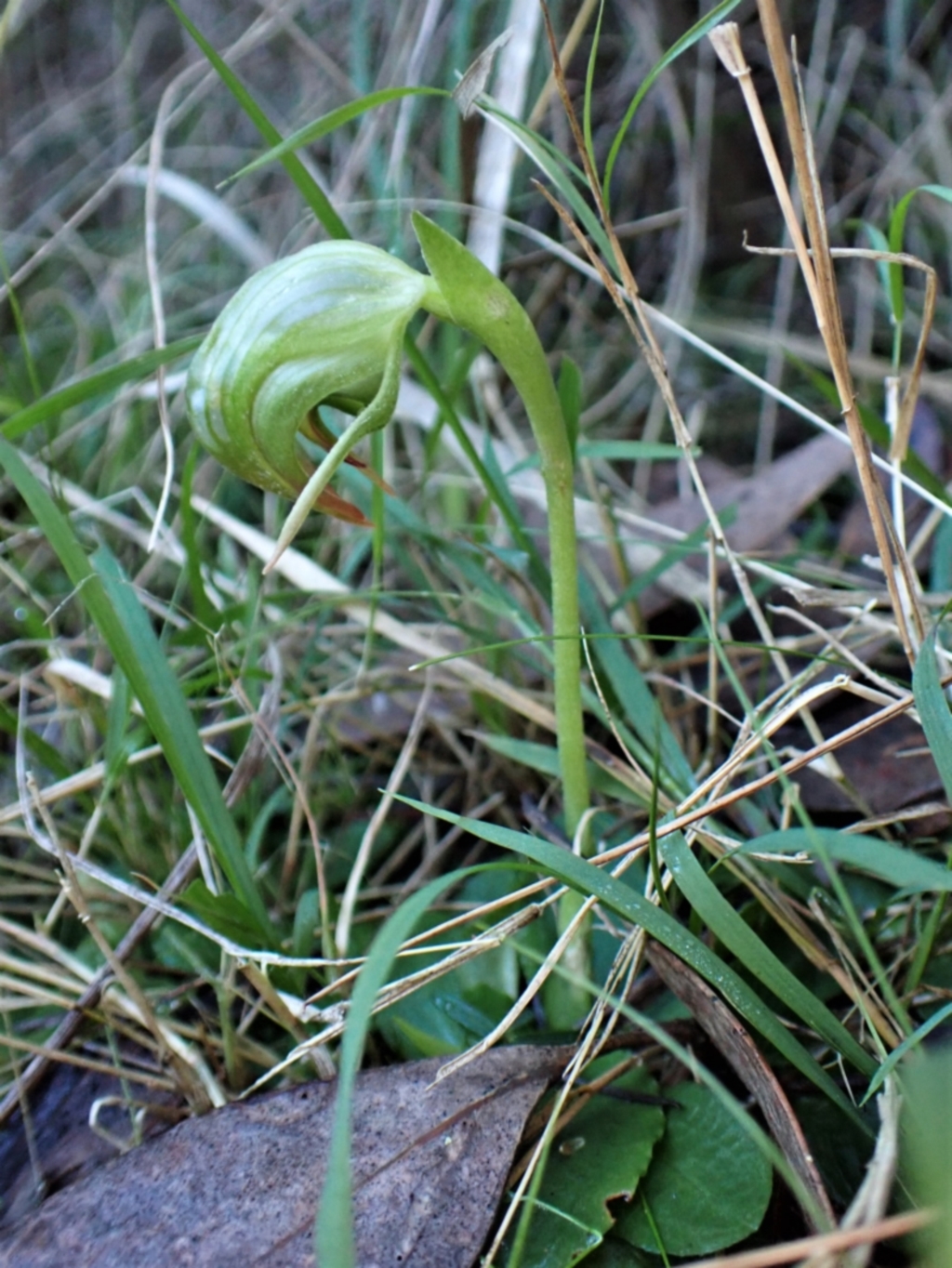 Pterostylis nutans at Molonglo Valley, ACT - 18 Jun 2022