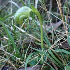 Pterostylis nutans (Nodding Greenhood) at Molonglo Valley, ACT - 18 Jun 2022 by CathB
