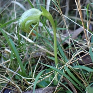 Pterostylis nutans at Molonglo Valley, ACT - 18 Jun 2022