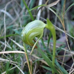 Pterostylis nutans at Point 4598 - suppressed