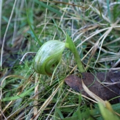 Pterostylis nutans at Point 4598 - suppressed