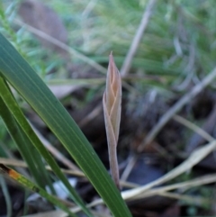 Lyperanthus suaveolens (Brown Beaks) at Point 4081 - 18 Jun 2022 by CathB