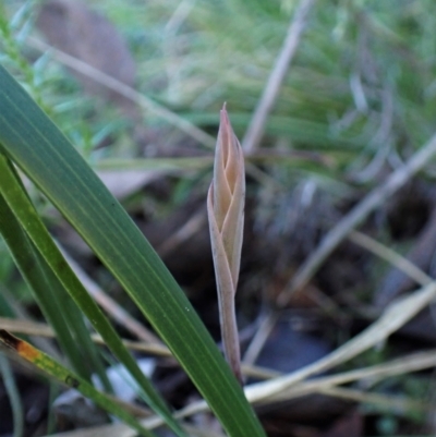 Lyperanthus suaveolens (Brown Beaks) at Aranda, ACT - 18 Jun 2022 by CathB