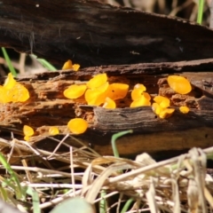 Heterotextus sp. (A yellow saprophytic jelly fungi) at Yackandandah, VIC - 19 Jun 2022 by KylieWaldon