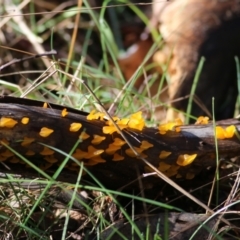 Heterotextus sp. at Yackandandah, VIC - 19 Jun 2022