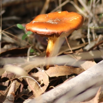 Unidentified Cap on a stem; gills below cap [mushrooms or mushroom-like] at Yackandandah, VIC - 19 Jun 2022 by KylieWaldon