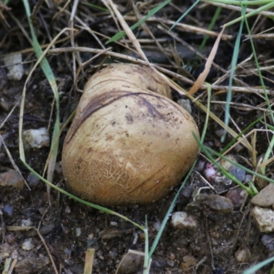 Unidentified Truffle at Yackandandah, VIC - 19 Jun 2022 by KylieWaldon