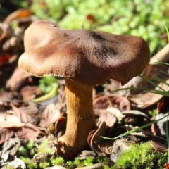 Unidentified Cap on a stem; gills below cap [mushrooms or mushroom-like] at Yackandandah, VIC - 19 Jun 2022 by KylieWaldon