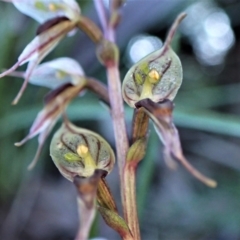 Acianthus collinus (Inland Mosquito Orchid) at Aranda, ACT - 18 Jun 2022 by CathB