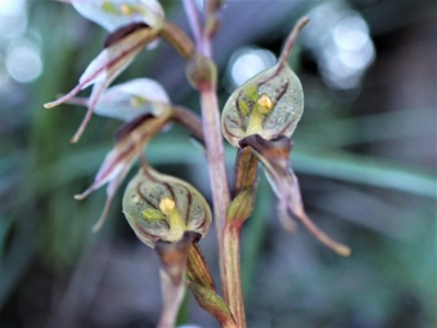 Acianthus collinus (Inland Mosquito Orchid) at Aranda, ACT - 18 Jun 2022 by CathB