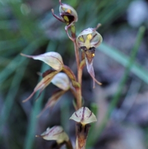 Acianthus collinus at Aranda, ACT - suppressed