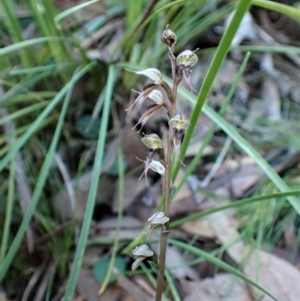 Acianthus collinus at Aranda, ACT - suppressed