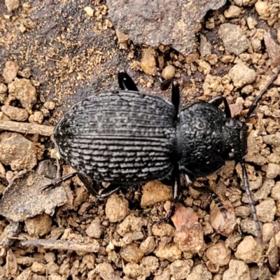 Adelium porcatum (Darkling Beetle) at Coree, ACT - 21 Jun 2022 by trevorpreston