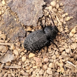 Adelium porcatum at Coree, ACT - 21 Jun 2022 03:35 PM