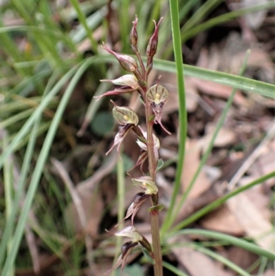 Acianthus collinus (Inland Mosquito Orchid) at Aranda Bushland - 20 May 2022 by CathB