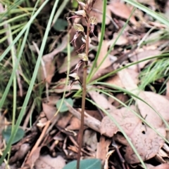 Acianthus collinus at Aranda, ACT - 20 May 2022