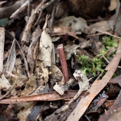 Acianthus collinus at Aranda, ACT - 20 May 2022