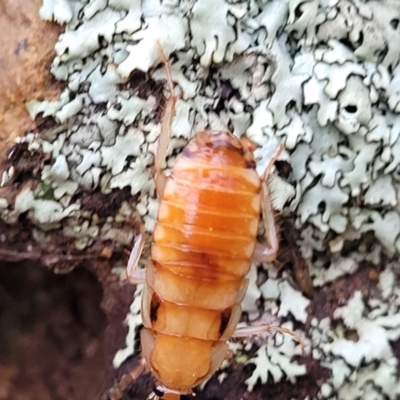 Unidentified Cockroach (Blattodea, several families) at Coree, ACT - 21 Jun 2022 by trevorpreston