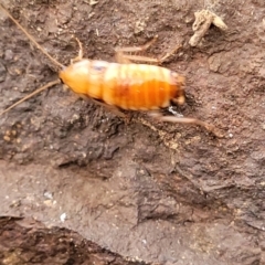 Blattidae sp. (family) at Coree, ACT - 21 Jun 2022 03:35 PM