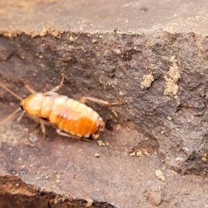 Blattidae sp. (family) at Coree, ACT - 21 Jun 2022 03:35 PM