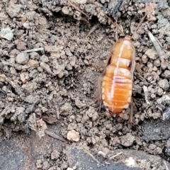 Blattidae sp. (family) at Coree, ACT - 21 Jun 2022 03:35 PM