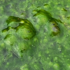 Zygnemaceae (family) (Silkweed (A freshwater algae)) at Coree, ACT - 21 Jun 2022 by trevorpreston