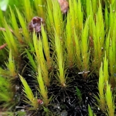 Unidentified Moss, Liverwort or Hornwort at Coree, ACT - 21 Jun 2022 by trevorpreston