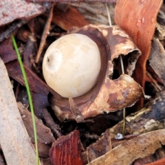 Geastrum sp. (Geastrum sp.) at Coree, ACT - 21 Jun 2022 by trevorpreston