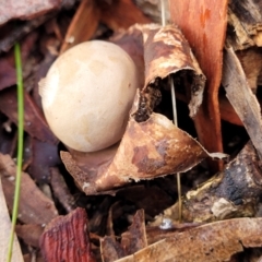 Geastrum sp. at Coree, ACT - 21 Jun 2022 03:43 PM