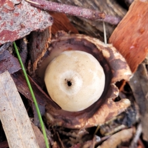 Geastrum sp. at Coree, ACT - 21 Jun 2022