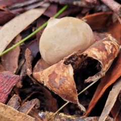 Geastrum sp. at Coree, ACT - 21 Jun 2022